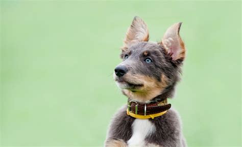 Identifying Dog Breeds By Ears