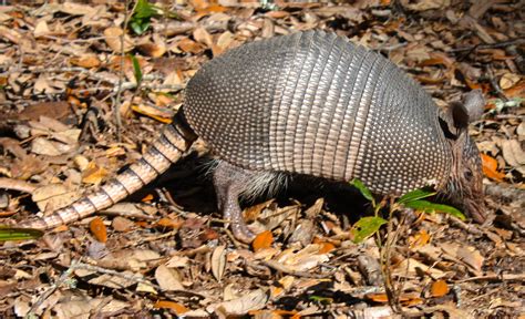 13 Facts About Armadillos