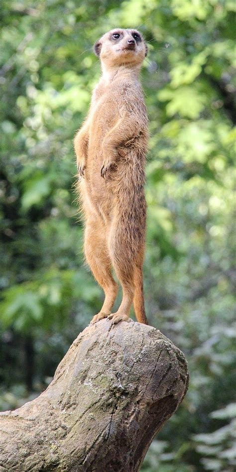 About Wild Animals: Picture of a meerkat standing tall | Meerkat, Baby ...