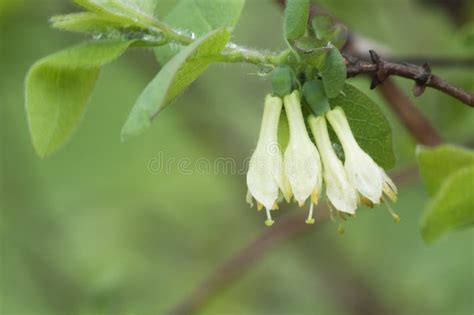 Lonicera caerulea flowers stock image. Image of adriculture - 116259003