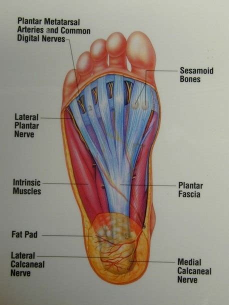 Diagram Showing Parts Of The Foot