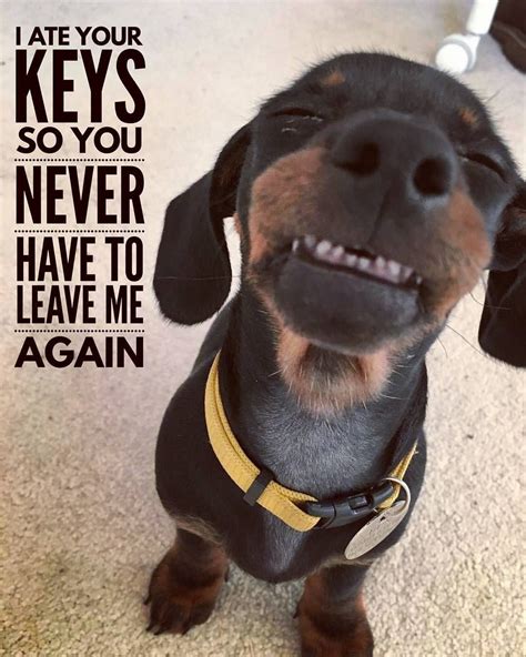 Good job 😍😍😂😂 . . 📷 @bun_thesausagedog | Dachshund memes, Funny dogs ...