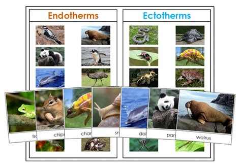 Animals: Endothermic or Ectothermic? - Montessori Print Shop ...