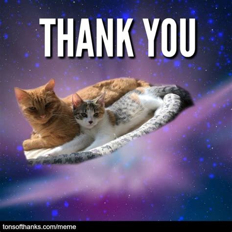 51 Nice Thank You Memes With Cats