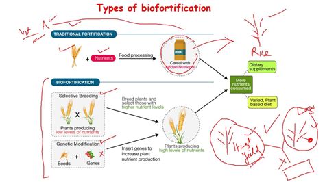 Biofortification - YouTube