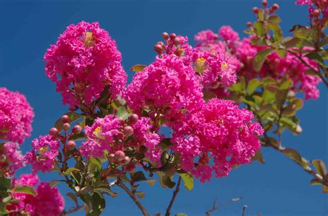 11 Pink Flowering Trees for Your Yard