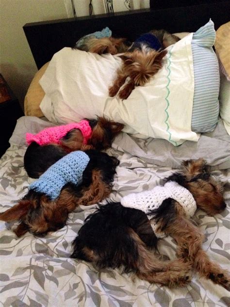 Can u count 5 lil Yorkies sleeping | Yorkshire terrier, Yorkie lovers ...