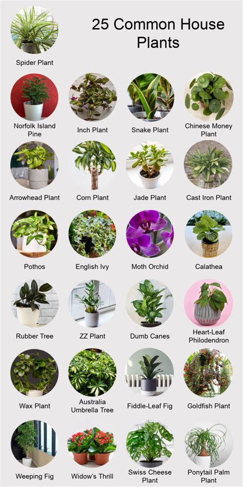 25 Common House Plants | Classics and New Favorites - Houseplant Central