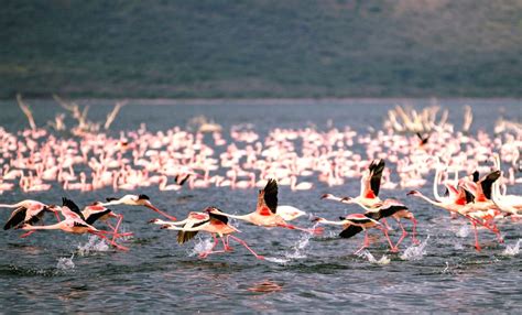 KENYA-LAKE BOGORIA-FLAMINGOS