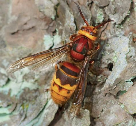 European Hornet - Pictures, Identification, Sting, Control