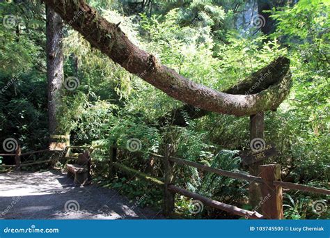 Park Trees of Mystery stock photo. Image of mystery - 103745500