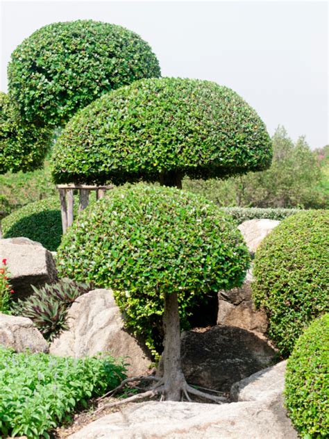 53 Stunning Topiary Trees, Gardens, Plants and Other Shapes