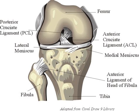 Knee Anatomy