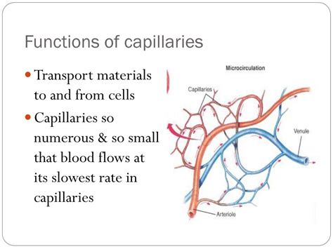 PPT - Anatomy of the Cardiovascular System PowerPoint Presentation ...