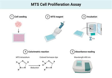 MTS Cell Proliferation Assay | BioRender Science Templates