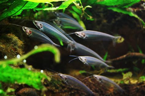 Glass Catfish - A Complete Guide (Care, Diet, Facts) - Fish Spark