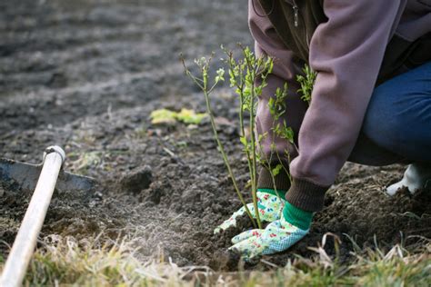 How & When to Prune Blueberry Bushes for Bountiful Berries Every Year