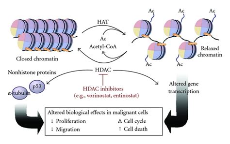 What is the Difference Between DNA Methylation and Histone Acetylation ...