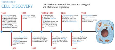 Discovery of cell timeline and cell theory — lesson. Science CBSE, Class 9.