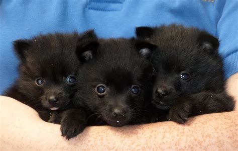 Schipperke Puppies - Puppy Dog Gallery