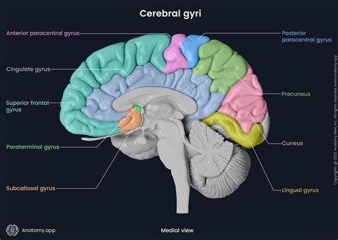 Brain | Encyclopedia | Anatomy.app | Learn anatomy | 3D models ...