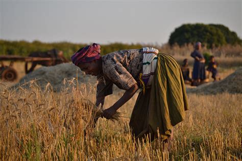 New Tech Improves Crop Yields for Farmers in Developing Countries