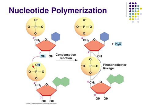 PPT - Nucleic Acids & The RNA World PowerPoint Presentation, free ...