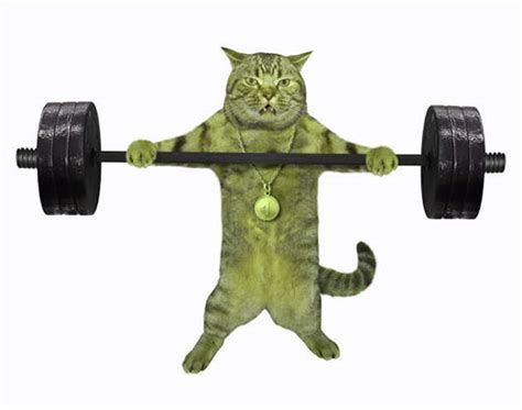 10 + Most Famous Buff Cat Meme To Make You Love | Kent Info