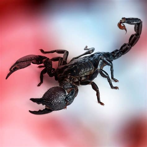 Medical Applications of Scorpion Venom