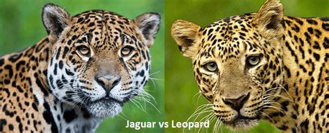 Jaguar vs Leopard: What's the Difference? - javatpoint