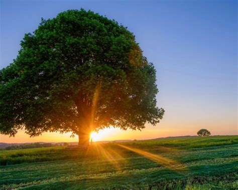 Tree Sunrise Wallpapers - Top Free Tree Sunrise Backgrounds ...