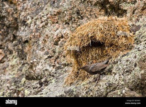 American Dipper (Cinclus mexicanus) feeding chicks at a nest These ...