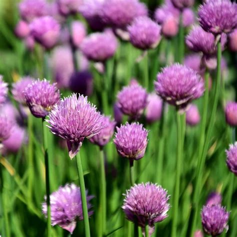 Chives Seeds, Herb Seeds#007 – Mays Garden Seed