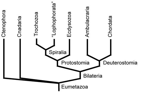 Bilateria - Alchetron, The Free Social Encyclopedia