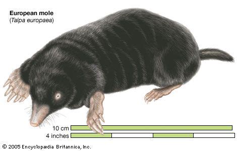 Mole | Burrowing Mammal, Adaptations & Behavior | Britannica