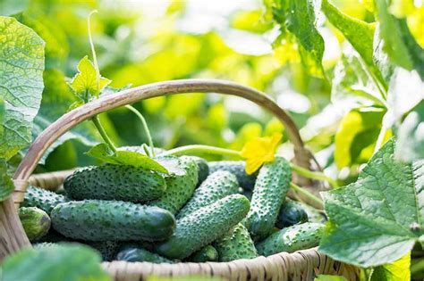 How and When to Harvest Cucumbers | Gardener’s Path