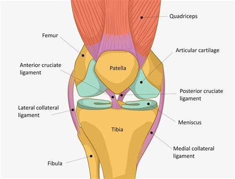 Acupuncture for Knee Pain — Morningside Acupuncture NYC