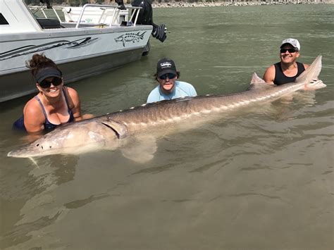 Sturgeon Slayers: Guided Sturgeon Fishing On The Fraser River