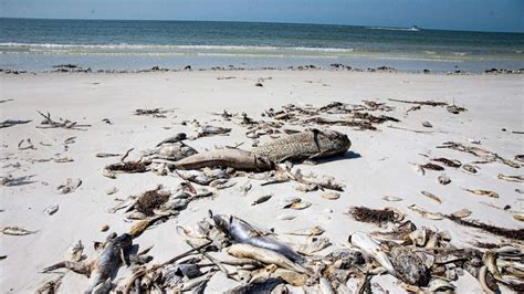 Red tide levels in Southwest Florida are increasing and moving up the ...