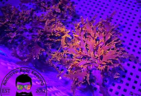 Red Dragons Breath Macro Hayi Gracilaria Algae Marine Refugium Plant ...