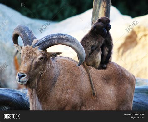 Mountain Goat Horns, Image & Photo (Free Trial) | Bigstock