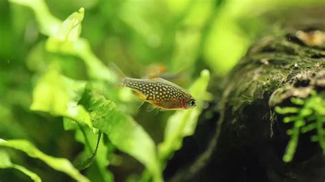 The Guide to Emerald Dwarf Rasbora Tank Mates - Fish Voyage