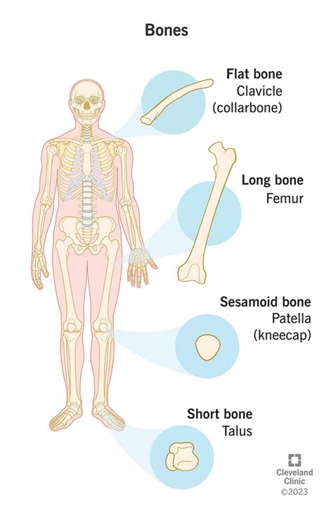 Bones: Anatomy, Structure & Function