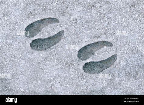 Roe Deer (Capreolus capreolus). Tracks in snow Stock Photo - Alamy