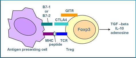 Regulatory T Cells (Tregs) | British Society for Immunology