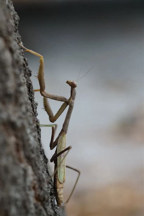 Camouflage of the Praying Mantis | Smithsonian Photo Contest ...