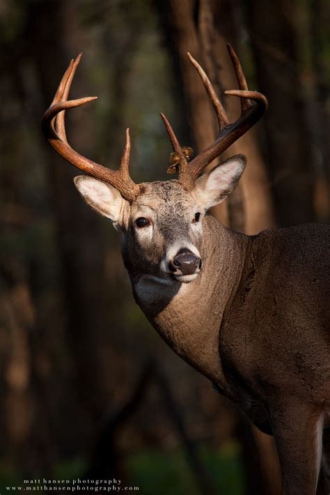 Found on Bing from matthansenphotography.com | Weißwedelhirsch, Tier ...