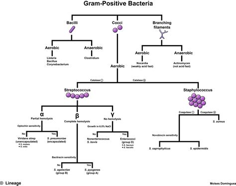 Gram Positive Diagram