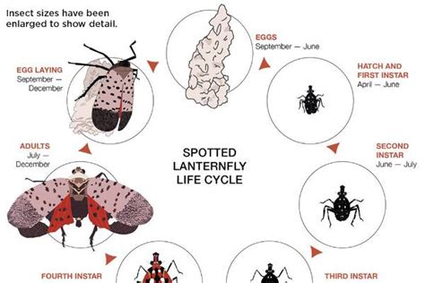 Spotted Lanternfly Biology - Integrated Pest Management