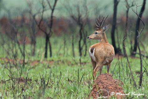 Marcel Huijser Photography | Brazilian wildlife: Pampas deer, Parque ...